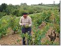 vendange 2005 04